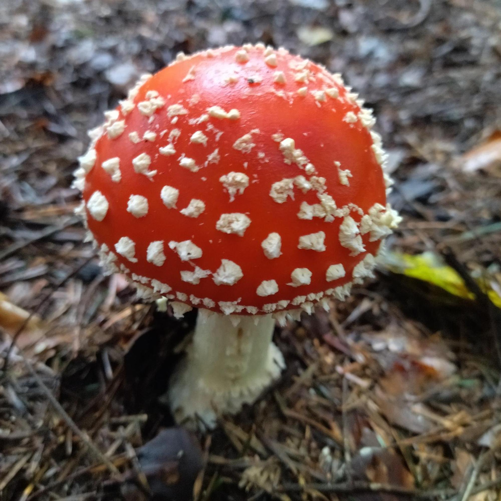 Orlik - Pokoje Goscinne Uscie Gorlickie Exteriér fotografie