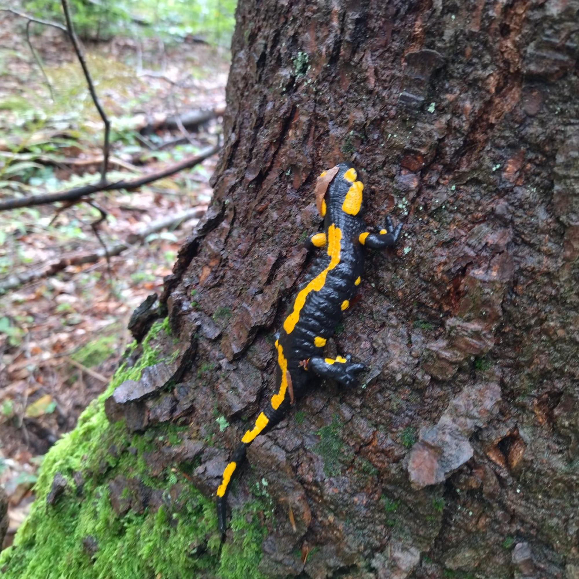 Orlik - Pokoje Goscinne Uscie Gorlickie Exteriér fotografie